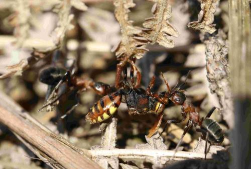 Nomada flava